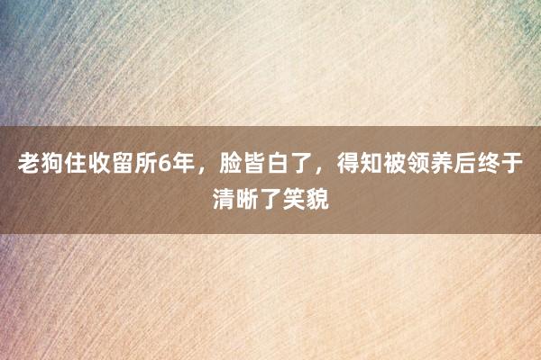 老狗住收留所6年，脸皆白了，得知被领养后终于清晰了笑貌